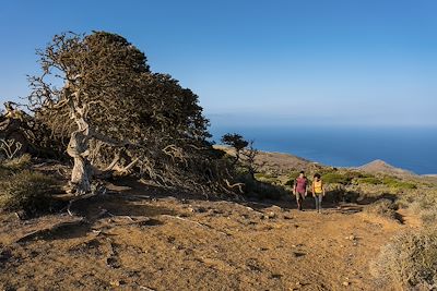 Chemin El Sabinar - El Hierro - Canaries - Espagne