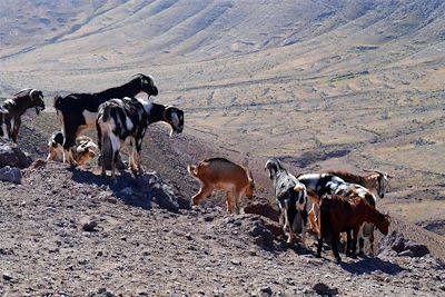 Les biquettes de Los Ajaches - Lanzarote - Espagne