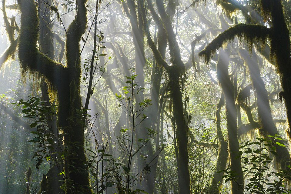 Image Voyage Canaries - Randonnée Tenerife - Randonnée la Gomera