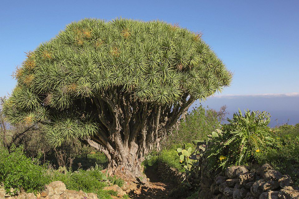 Image Randonnée La Palma – Randonnée Canaries – Séjour La Palma