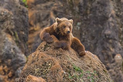 Ours dans les  Asturies en Espagne 