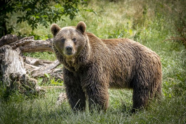 Sur les traces de l'ours brun des Asturies