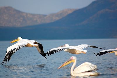 Lac Chamo - Ethiopie