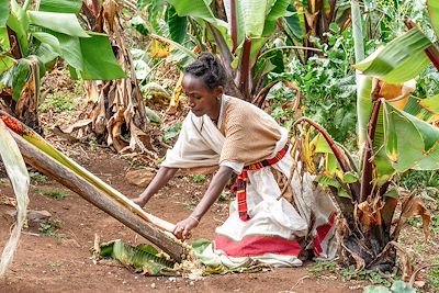 Femme de la tribu Dorze extrayant la pulpe de la plante ensète - Ethiopie