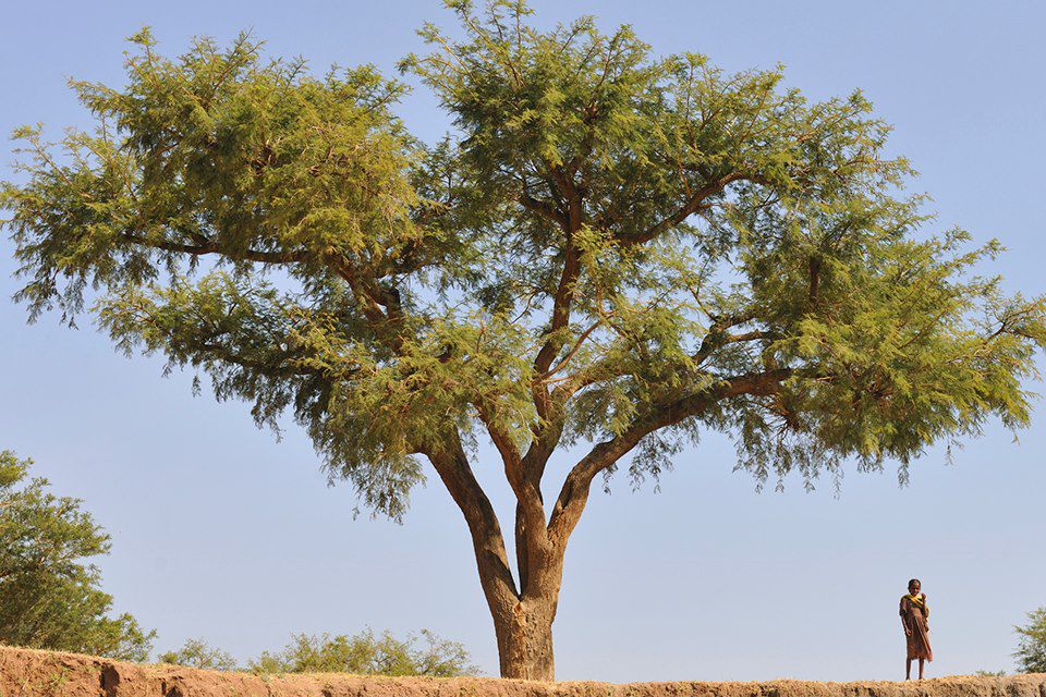 Image Voyage Ethiopie - Découverte Ethiopie - Vallée du Rift