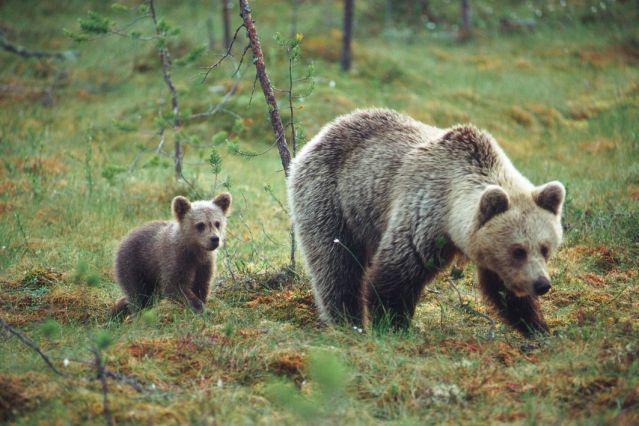 Voyage Observation des ours bruns à Paljakka