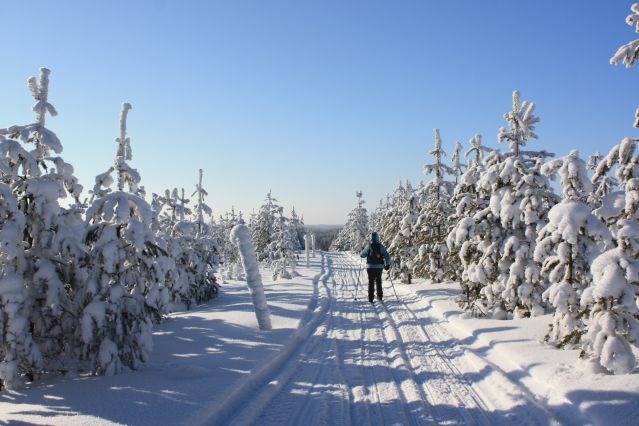 Image Ski de fond au cœur de la forêt boréale