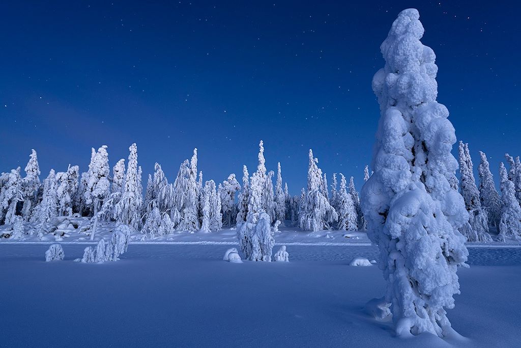 Forêt enneigée - Laponie - Finlande