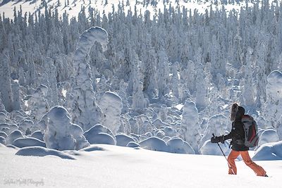 Raid chien de traineau et ski pulka en Finlande