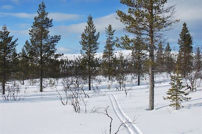 Randonnée à ski dans la forêt lapone près de Kiilopaa - Finlande