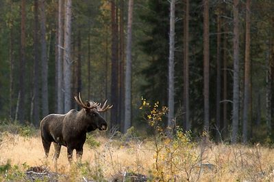 Élan dans la forêt - Finlande