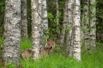 Loup dans la forêt - Finlande