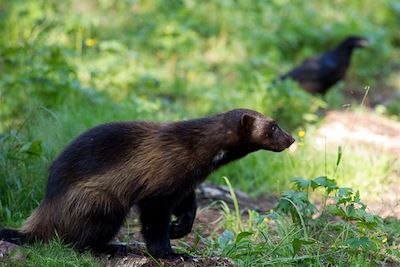 Voyage Faune sauvage de Finlande 3