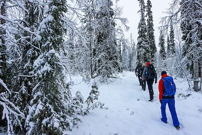 Parc Urho Kaleva Kekkonen - Laponie - Finlande 