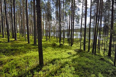 Forêt de Carélie - Finlande