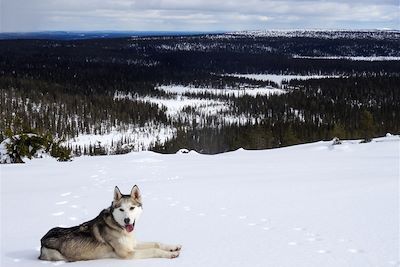 Traîneaux à chiens et aurores boréales - Finlande