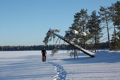 Voyage Raquette à travers la taïga finlandaise 3