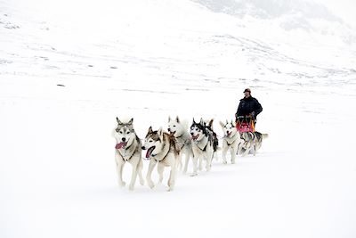 Traîneau à chiens dans la forêt boréale