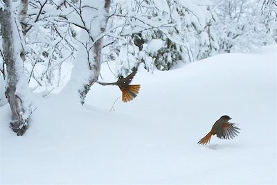 © Paul Bryndza - Au coeur de la forêt - Finlande Au coeur de la forêt - Finlande
