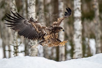 Voyage Forêts, collines, rivières et lacs Finlande