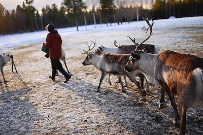 Elevage de rennes et culture Sami - Inari - Laponie - Finlande