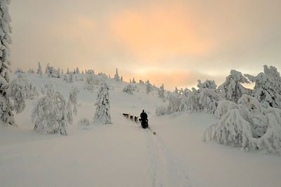 © Yoan Fontan - Traîneau à chiens - Finlande Traîneau à chiens - Finlande