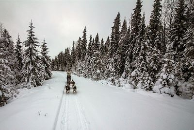 © Victor Labarre - Traîneau à chiens - Laponie - Finlande Traîneau à chiens - Laponie - Finlande