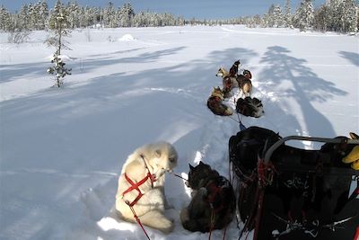 © Dominique Marnat - Traîneau à chiens - Laponie - Finlande Traîneau à chiens - Laponie - Finlande