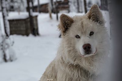 © Stéphane Michel - Traîneau à chiens - Autour du lac Inari - Finlande Traîneau à chiens - Autour du lac Inari - Finlande