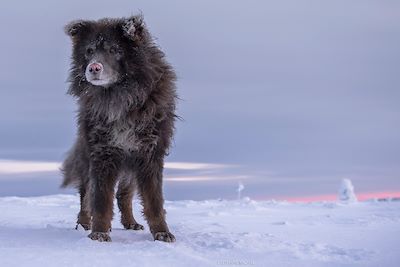 © Stéphane Michel - Traîneau à chiens - Autour du lac Inari - Finlande Traîneau à chiens - Autour du lac Inari - Finlande