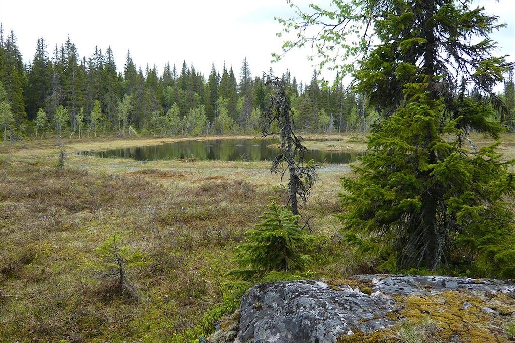 Voyage Observation des ours bruns à Paljakka 3