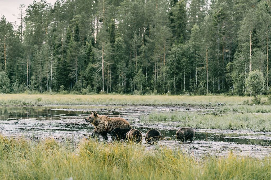 Voyage Observation des ours bruns à Paljakka