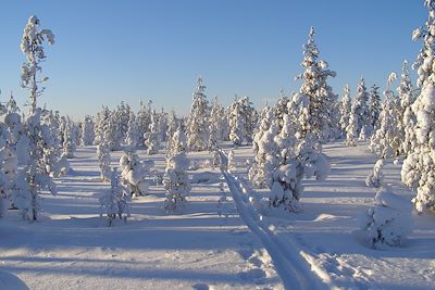 Forêt enneigée près de Yllasjarvi - Finlande