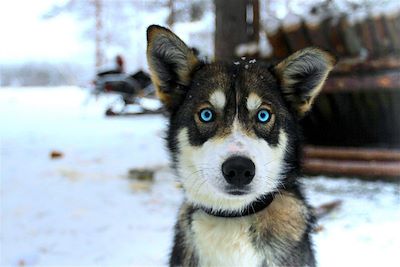 © Yoan Fontan - La chienne Inouk - Finlande La chienne Inouk - Finlande