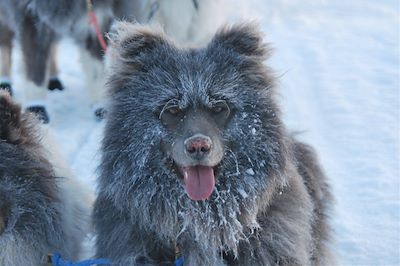 Chien de traineau près du Lac Inari gelé - Finlande