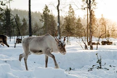 Voyage Aventures same au lac Inari 2