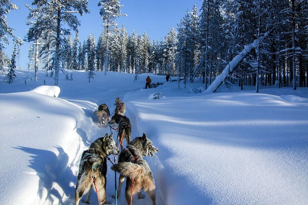 Image Finlande en famille - Forêt boréale - Chien de traineau Laponie