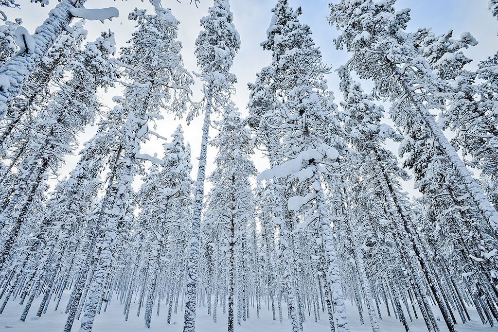 Image Finlande en famille - Forêt boréale - Chien de traineau Laponie
