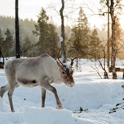Aurores boréales Finlande Laponie finlandaise
