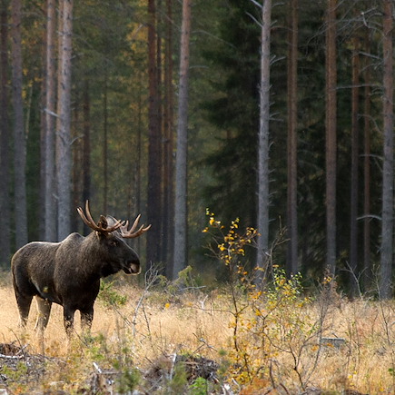 Observation animalière Finlande