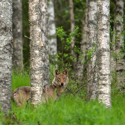 Observation animalière Finlande