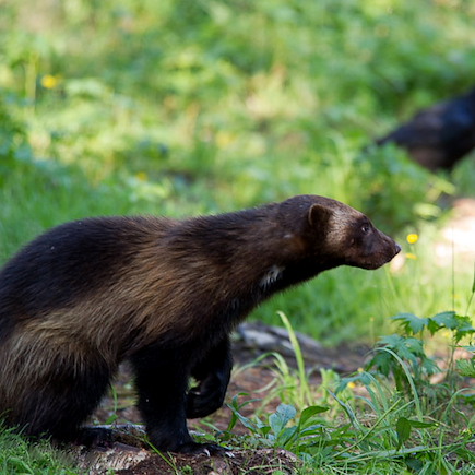 Observation animalière Finlande