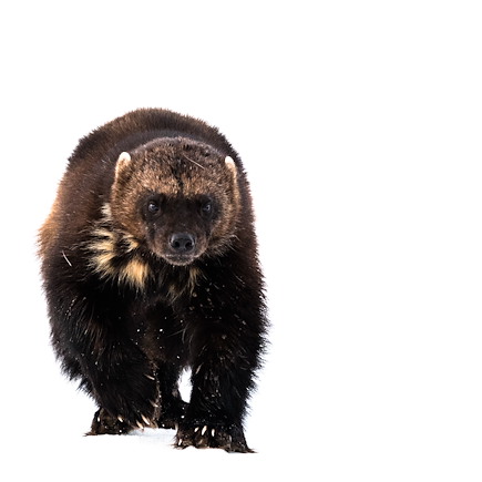 Observation animalière Finlande