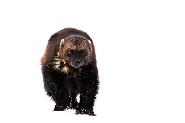 Voyage Observation animalière et photographie en hiver