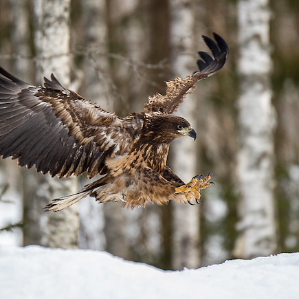 Observation animalière Finlande