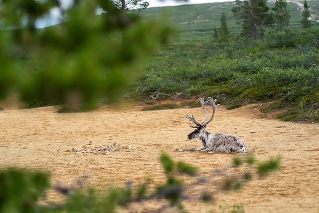 Voyage Sous le soleil de Kiilopää