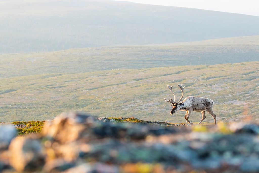 Image Voyage en Laponie - Kiilopää - Randonnée - Inari