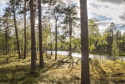   Rivière forestière dans le parc national Urho Kekkonen, Finlande, Laponie,