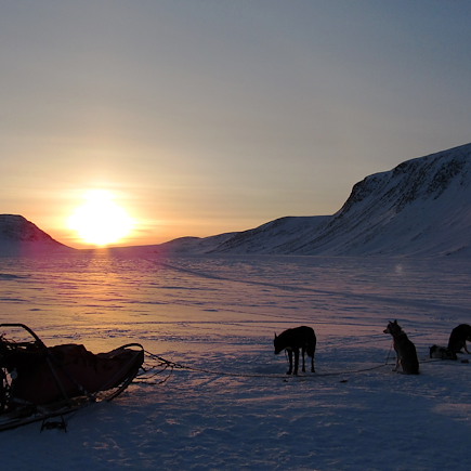 Traîneau à chiens Finlande Laponie finlandaise