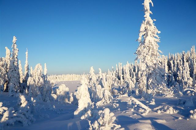 Voyage Traîneau à chiens dans la forêt boréale
